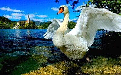 발칸 2개국 10일 — 블레드 호수 겨울 설경 여행기