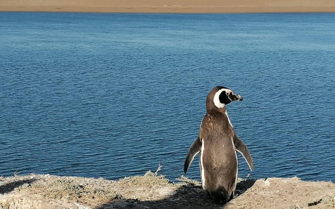 penguin, valdes peninsula, patagonia, argentina, nature, tourism, penguin, penguin, valdes peninsula, valdes peninsula, valdes peninsula, valdes peninsula, valdes peninsula, argentina, argentina